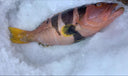 Live Emperor Grouper – Premium Reef Fish | Live Seafood SIngapore | Avant Marketplace 活 皇帝星
