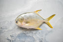 Live Golden Pomfret | Live & Seasonal Fish | Avant Seafood Marketplace Singapore
