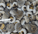 Live Grease Snail | Live Shellfish | Avant Seafood Marketplace Singapore