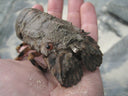 Live Indonesian Black Slipper Lobster | Live & Seasonal Seafood | Avant Seafood Marketplace Singapore