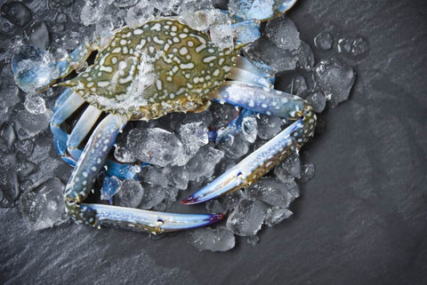 Live Indonesian Blue Flower Crab XL | Seasonal Shellfish | Avant Seafood Marketplace Singapore  活  印尼蓝花蟹 XL