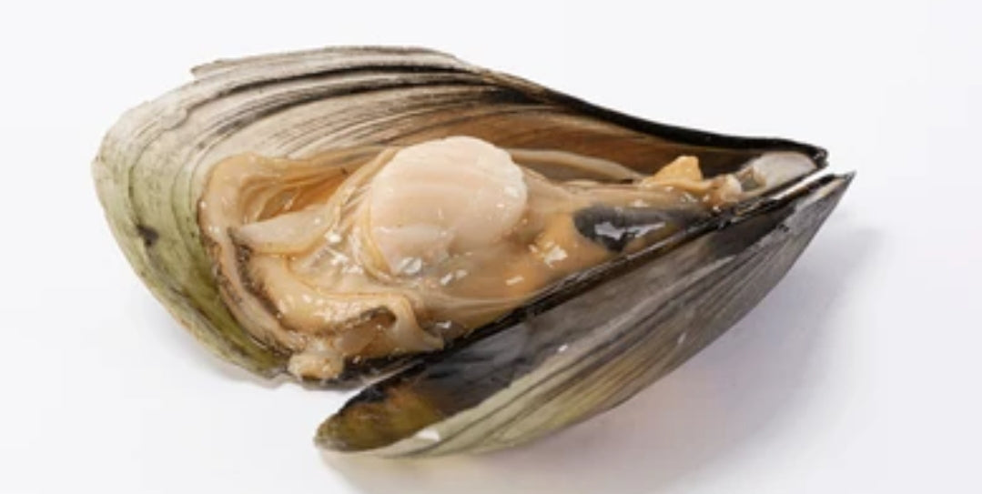 Live Indonesian Penshell | Live Clam | Avant Marketplace Singapore ...