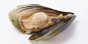 Live Indonesian Penshell Female (Seasonal) | Seasonal Shellfish | Avant Seafood Marketplace Singapore