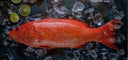 Live Indonesian Red Grouper | Seasonal Fish | Avant Seafood Marketplace Singapore | 活 印尼红斑