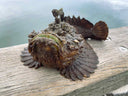 Live Indonesian Stone Fish | Seasonal Seafood | Avant Marketplace Singapore 活 印尼石头鱼