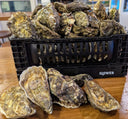 Live Irish Premium Oyster No3 | Live Shellfish | Avant Seafood Marketplace