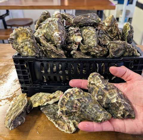 Live Irish Premium Oyster No3 | Live Shellfish | Avant Seafood Marketplace Singapore