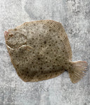 Live Korean Turbot | Seasonal Fish | Avant Seafood Marketplace Singapore 活 韩国多宝鱼