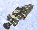 Live Local Farmed Dragon Tiger Grouper – Premium Hybrid Grouper | 活 本地龙虎斑（海养）| Live & Seasonal Fish | Avant Seafood Marketplace Singapore