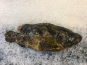 Live Local Hybrid Tiger Grouper | Live & Seasonal Fish | Avant Seafood Marketplace Singapore