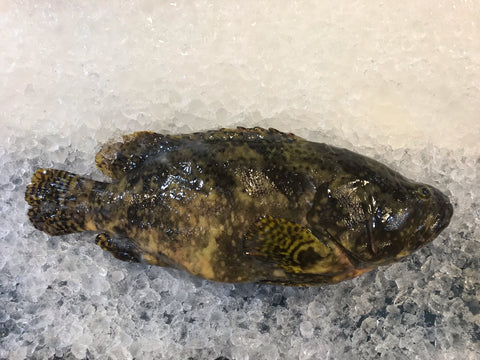 Live Local Hybrid Tiger Grouper | Live & Seasonal Fish | Avant Seafood Marketplace Singapore