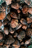 Live Manila Clams (Seasonal) - Live Seafood Singapore