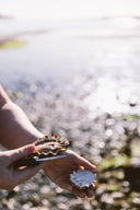Live Oysters Shucked - Fanny Bay Oysters in Singapore - Avant Marketplace