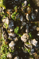 Live Oysters from Canada - Fanny Bay Oysters in Singapore - Avant Marketplace