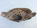 Live Panther Grouper | Seasonal Fish | Avant Seafood Marketplace Singapore 活 菲律宾 老鼠斑