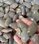 Live Philippines Black Nylon Shell 菲律宾 黑金刚 (Seasonal) 1kg | Live Seafood Singapore | Avant Marketplace