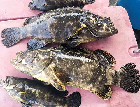 Live Philippines Camouflage Grouper – Premium Wild-Caught Reef Seasonal Fish | Avant Seafood Marketplace Singapore 活 菲力宾衫斑