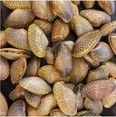 Live Phillipines Yellow Nylon Shell (Seasonal) | Live Shellfish Singapore | Avant Seafood Marketplace