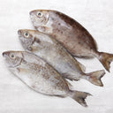 Live Rabbit Fish | Seasonal Seafood | Avant Marketplace Singapore 活发财鱼 (Seasonal)