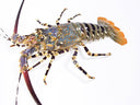 Live Rainbow Lobster | Live & Seasonal Seafood | Avant Marketplace Singapore 活七彩龙虾