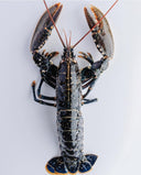 Live Scottish Blue Lobster | Seasonal Shellfish | Avant Seafood Marketplace Singapore