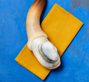 Live Seattle Geoduck (Seasonal) | Live Shellfish | Avant Seafood Marketplace Singapore