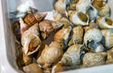Live Trumpet Snail | Live & Seasonal Seafood | Avant Seafood Marketplace Singapore 活特级响螺