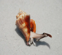 Live USA Conch | Premium Seafood Singapore | Avant Marketplace 活 美国响螺