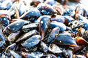 Live US Black Mussels | Seasonal Shellfish | Avant Marketplace Singapore  黑蚝