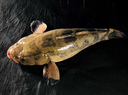 Live Vietnam Farmed Soon Hock – Premium Marble Goby with Delicate Sweetness | Live Seafood Singapore | Avant Marketplace 活 越南顺壳