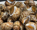 Live Vietnam Flower Snail | Live Seafood | Avant Seafood Marketplace Singapore