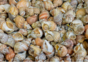 Live Vietnamese Whelk | Seasonal Shellfish | Avant Seafood Marketplace Singapore 活  越南响螺