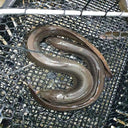 Live White Eel | Live Fish Singapore |活 白鳗鱼 (Seasonal) | Avant Seafood Marketplace
