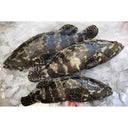 Live Wild-Caught Yellow Tiger Grouper | Seasonal Fish | Avant Seafood Marketplace Singapore | 活 野生黄皮老虎斑