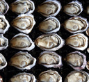 Marlborough Sounds from New Zealand - Live Oysters at Avant Marketplace Singapore