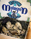 Muirgen Oysters - Irish Origin, French Finished Spéciale - Live & Fresh Oysters in Singapore | Avant Marketplace