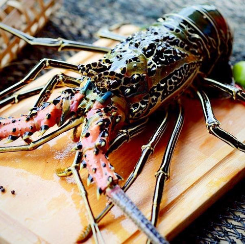 Noble Feast Whole Bamboo Lobster 500/600 ( Frozen ) | Premium & Frozen Seafood | Avant Seafood Marketplace Singapore