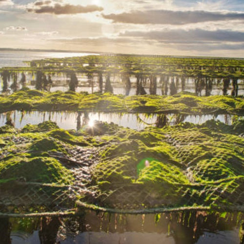 Oyster Sourcing from Direct Farm - Avant Seafood Wholesale & Sourcing Singapore