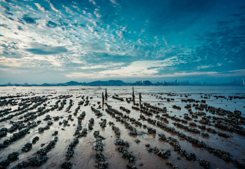 Seafood Sourcing