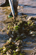 Oyster Harvest - Canadian Oysters in Singapore - Fanny Bay Oysters at Avant Marketplace