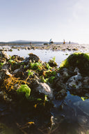Oyster from Canada - Fanny Bay Oysters - Avant Oyster Marketplace Singapore