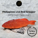 Philippines Live Red Grouper (800g-1kg) ( Seasonal ) - Live Seafood - Avant Marketplace