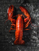 The Boston Lobster Bundle (5 Pcs)