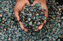 Premium Abalone from Abagold South Africa - Avant Marketplace Singapore - Direct Seafood Importer & Distributor