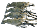 River Prawns U7 3 pieces | Frozen Seafood | Avant Seafood Marketplace