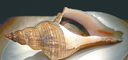 Live Vietnamese Whelk