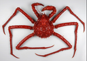 Live New Zealand Red King Crab