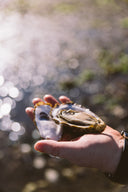 Shucked Live Oysters from Fanny Bay - Avant Marketplace Singapore