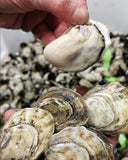 Sunseeker Oysters - Fanny Bay Oysters - Avant Marketplace Singapore