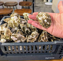 USA Beach Pacific Oyster | Fresh Live Oysters Singapore | Avant Seafood Marketplace